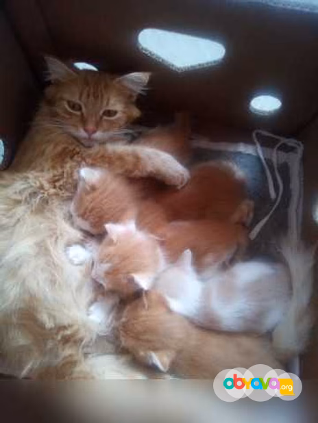 Предложение: отдам котят в добрые руки в Липецке