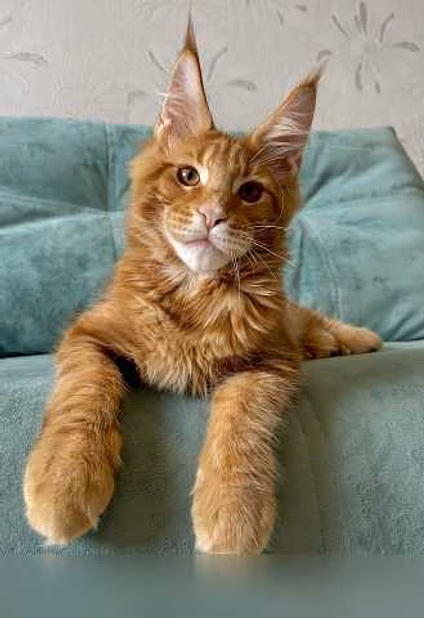 Продам: котята породы мейн-кун в Иркутске