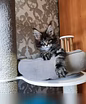 Мейн кун котята (Вотсапп 79861722996)