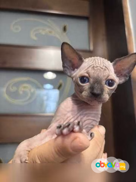 Продам: сфинкс котята (Вотсапп 79861722996)