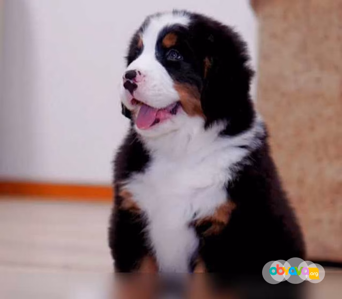 Продам: бернский Зенненхунд щенки