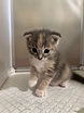 Шотландская вислоухая