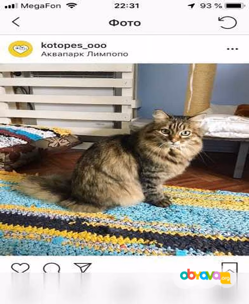 Предложение: ЗооГостиница "КОТоПЕС" в Екатеринбурге