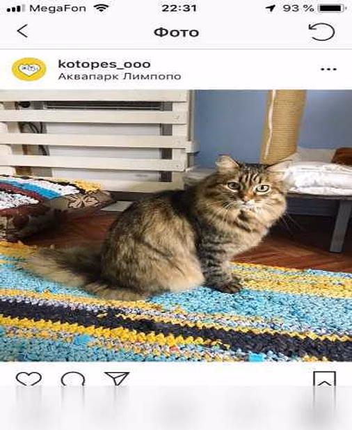 Предложение: ЗооГостиница "КОТоПЕС" в Екатеринбурге