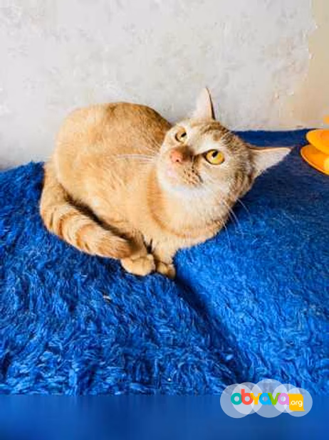 Предложение: солнечный котенок в Комсомольске-на-Амуре