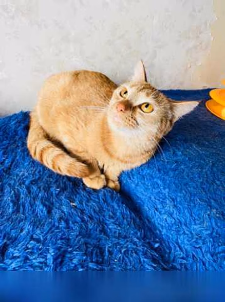 Предложение: солнечный котенок в Комсомольске-на-Амуре