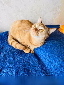 Предложение: солнечный котенок в Комсомольске-на-Амуре