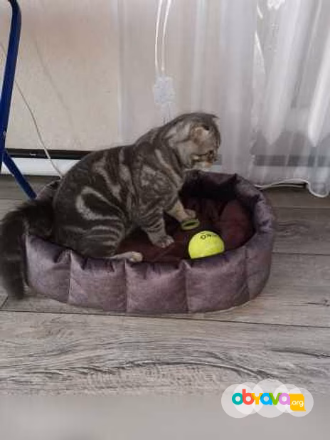 Предложение: лежанки любых размеров в Прокопьевске