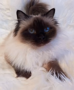 Священная бирма-кошечка