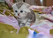 Котята  шотландские Кот на вязку