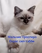 Священная бирма-котята