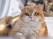 Кошечка британская для разведения 