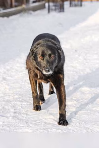 Отдам даром: кити, Дарящая Радость в Гатчине