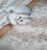 Вязка с вислоухим котом 
