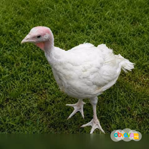 Продам: индюки и Индюшки Белая широкогрудая и Бр в Пскове