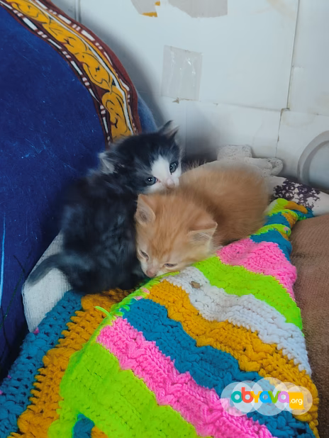 Отдам котят даром 