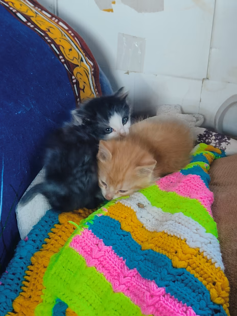 Отдам котят даром 