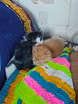 Отдам котят даром 