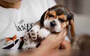 Продам: щенки бигля