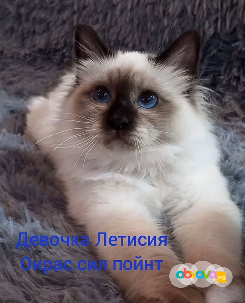 Священная бирма-котята