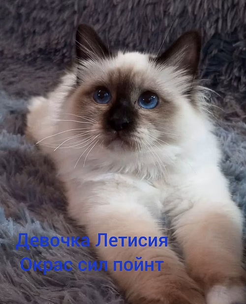 Священная бирма-котята