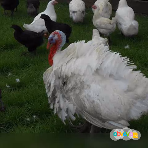 Продам: куры несушки. Петушки, Утки, Индюки в Пскове