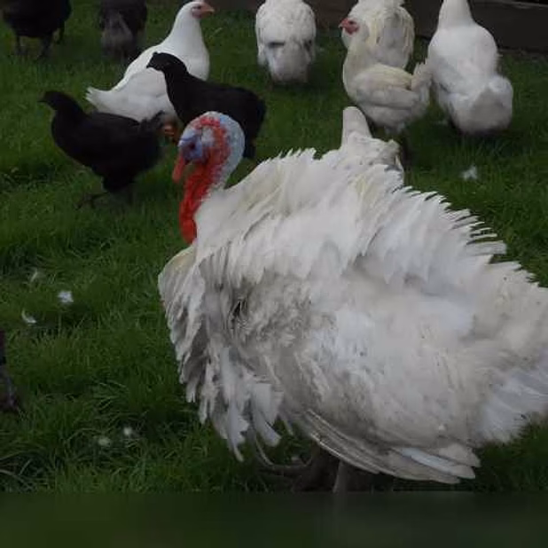 Продам: куры несушки. Петушки, Утки, Индюки в Пскове