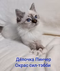 Священная бирма-котята