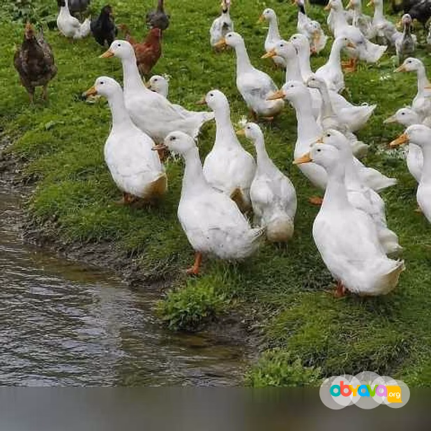 Продам: куры несушки. Петушки, Утки, Индюки в Пскове