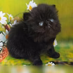 Продам: персидские котята (WhatsApp +79861722996