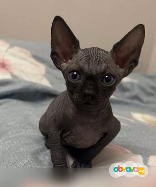 Продам: котята Сфинкс (WhatsApp +79861722996)