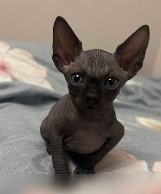 Продам: котята Сфинкс (WhatsApp +79861722996)