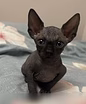 Продам: котята Сфинкс (WhatsApp +79861722996)