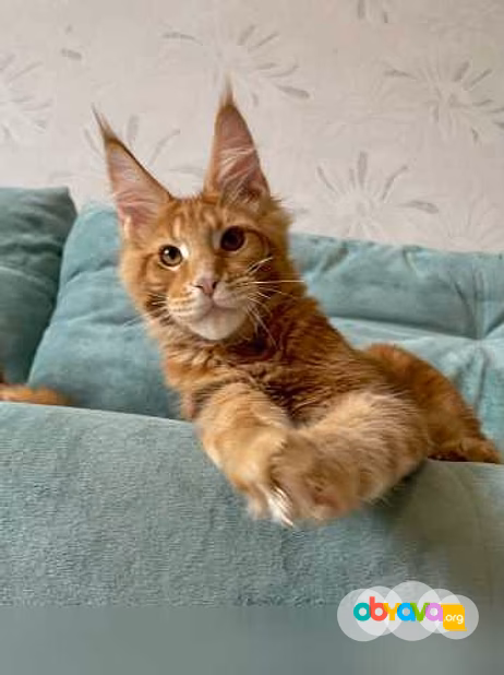 Продам: котята породы мейн-кун в Иркутске