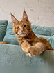 Продам: котята породы мейн-кун в Иркутске