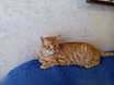 Предложение: котенок тигра в Комсомольске-на-Амуре