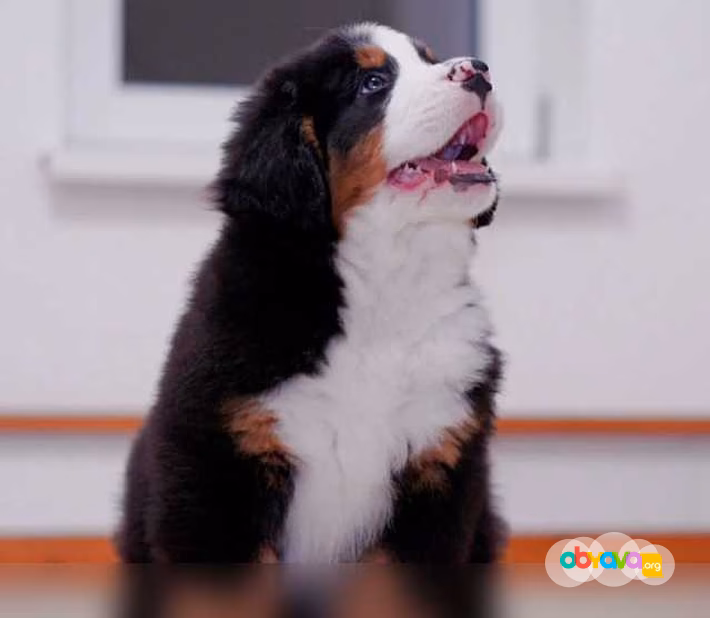 Продам: бернский Зенненхунд щенки