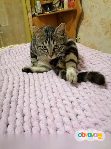 Предложение: отдам котика бесплатно в Находке
