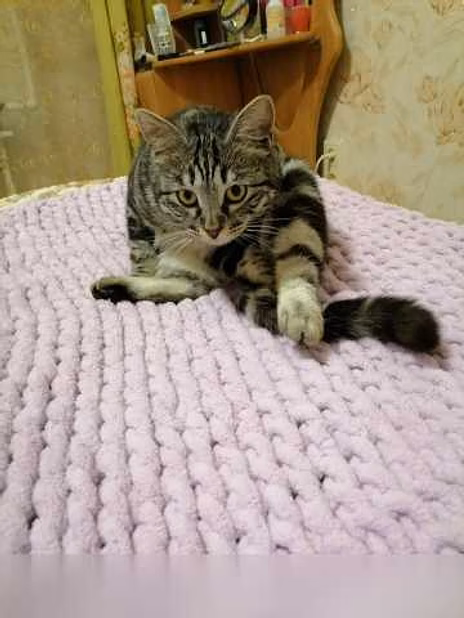 Предложение: отдам котика бесплатно в Находке