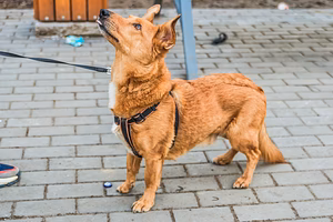 Красивый маленький воспитанный пёсик