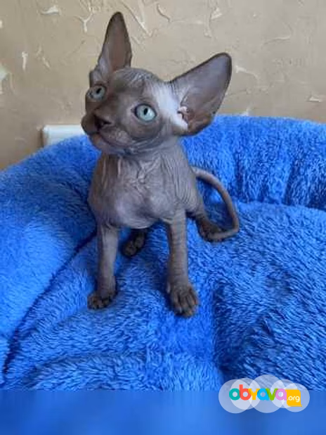 Продам: котята сфинкс (WhatsApp +79861722996)