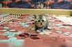 Котята  шотландские Кот на вязку
