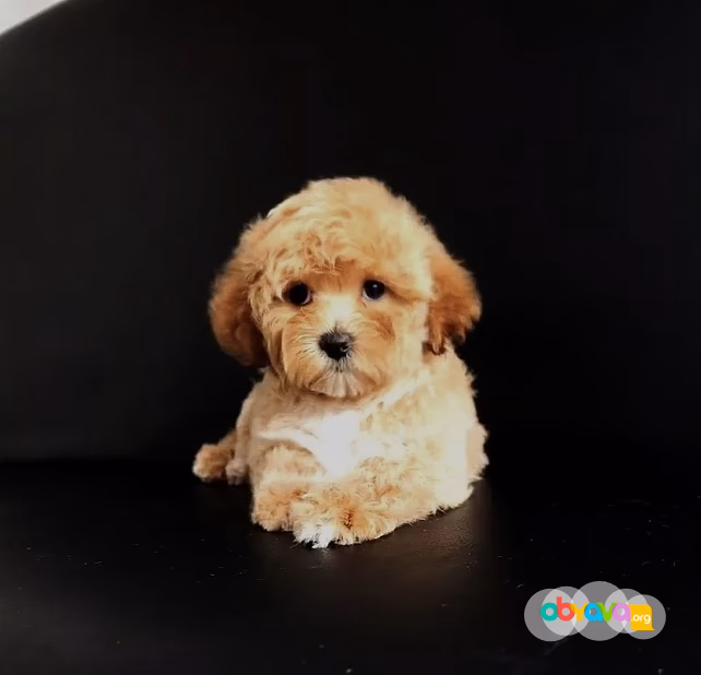 продаю щеночков мальтипу❤️🐶