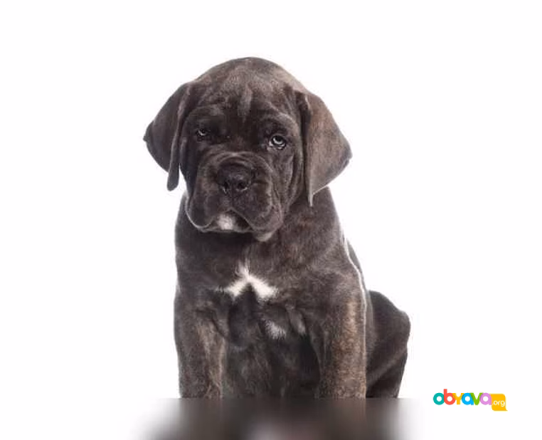 Продам: кане Корсо щенки