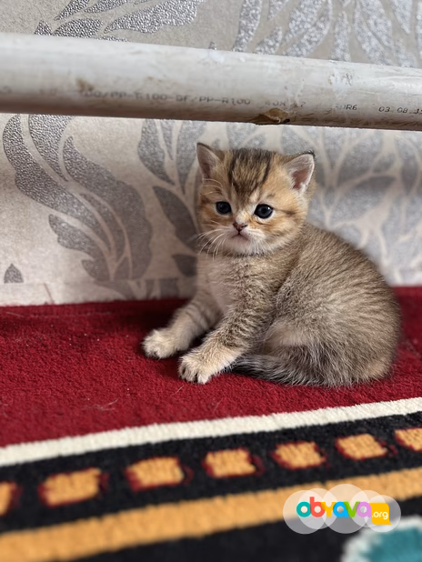 Шотландские вислоухие котята короткошёрстная