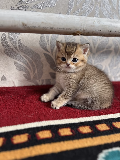Шотландские вислоухие котята короткошёрстная