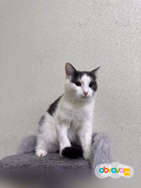 Отдам даром: кошка Милка ищет дом! в Москве