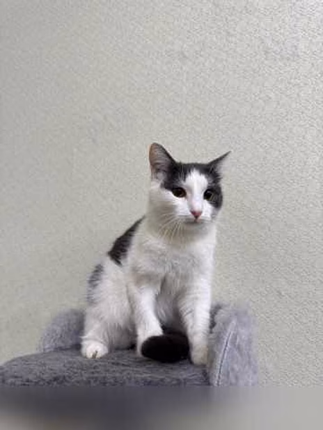 Отдам даром: кошка Милка ищет дом! в Москве
