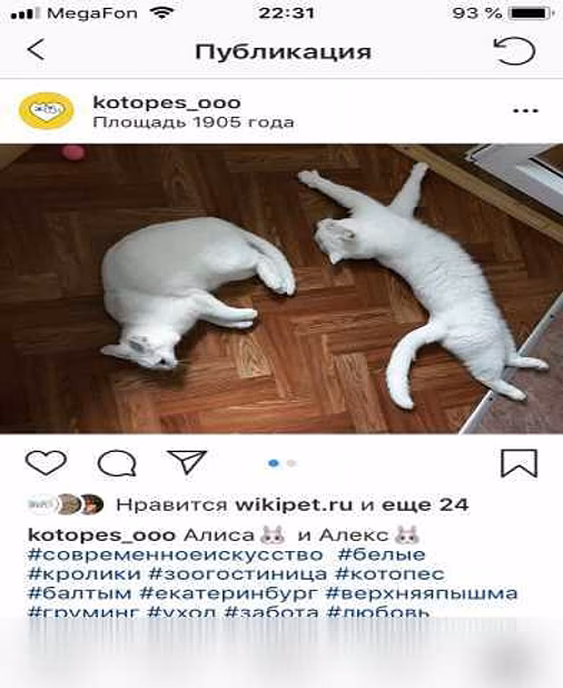 Предложение: ЗооГостиница "КОТоПЕС" в Екатеринбурге