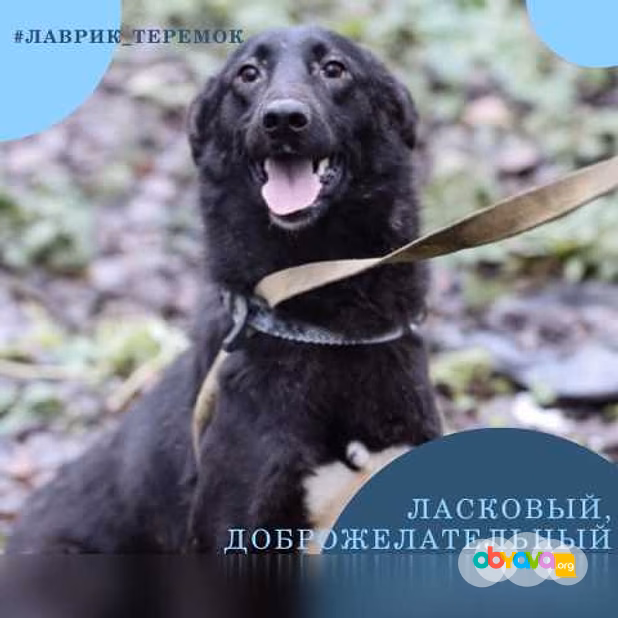 Отдам даром: чёрные бриллианты в поисках счастья в Гатчине